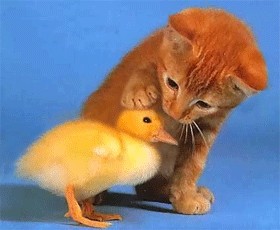 Как делают кофе (анимация)