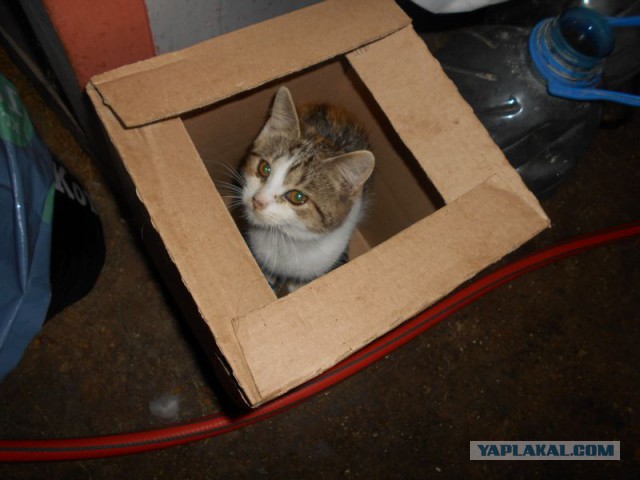 Жизнь домашнего приюта для котеек 134