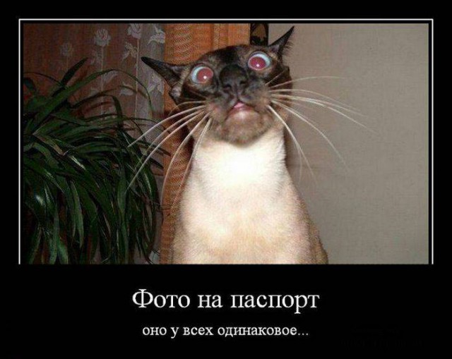 Подборка интересных и веселых фото