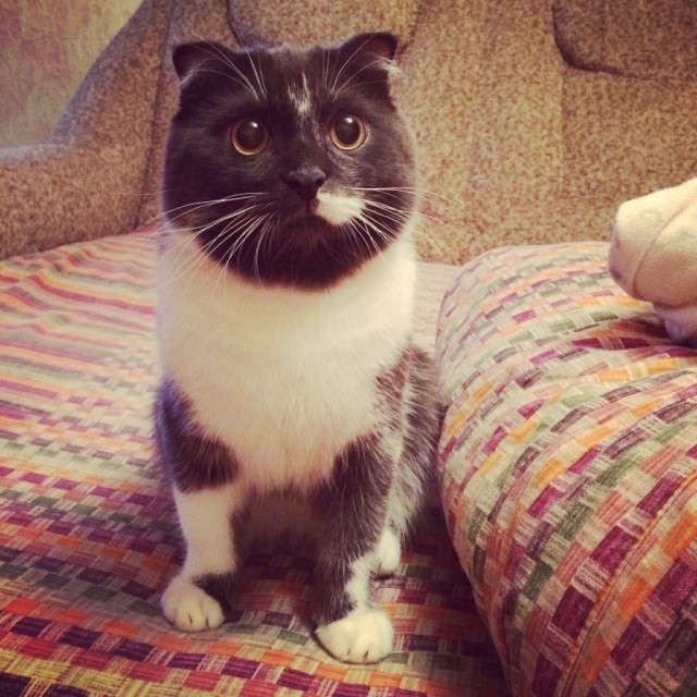Коты и Кошки