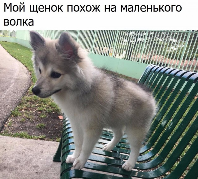 Самые смешные животные