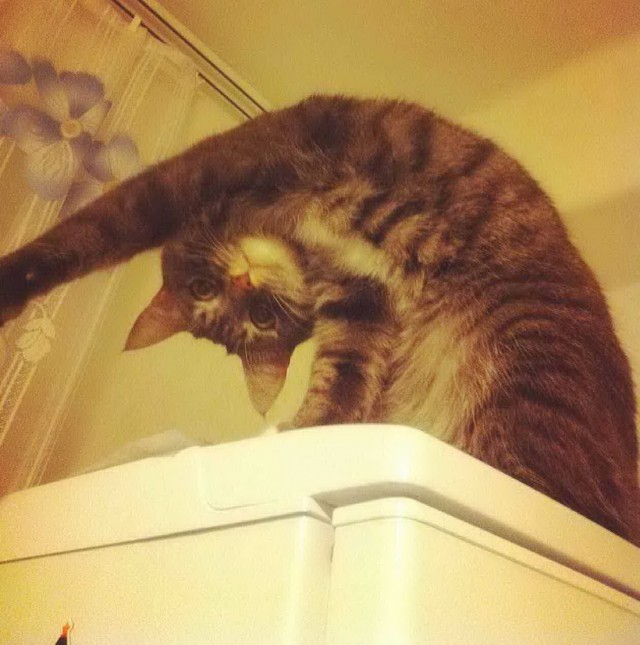 Коты и Кошки