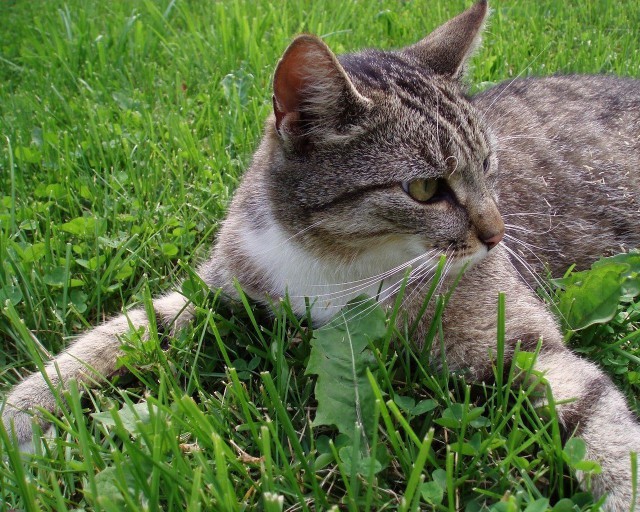Коты и Кошки