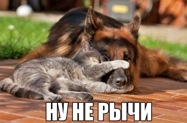 Подборка забавных животных