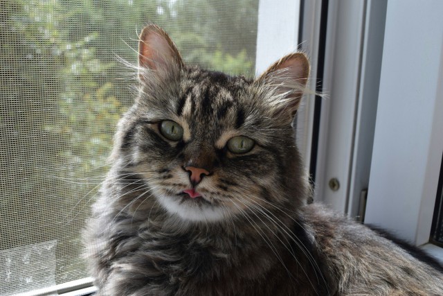 Коты и Кошки