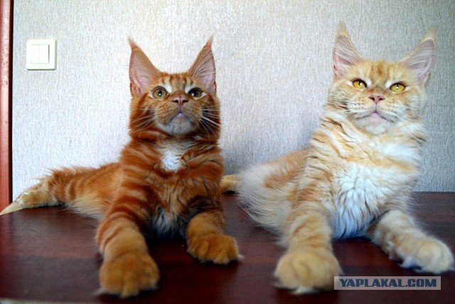 Котовторник 04.07.17