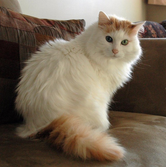Коты и Кошки