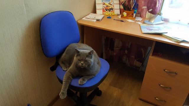 Котовторник 31.10.2017