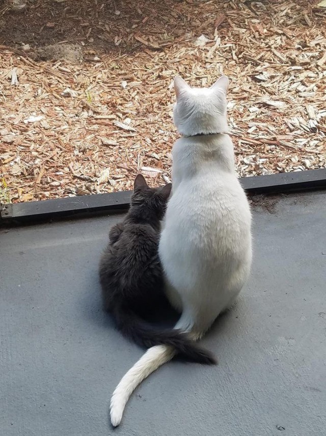 Коты и Кошки