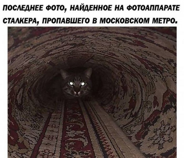 Котовторник 9.01.2018