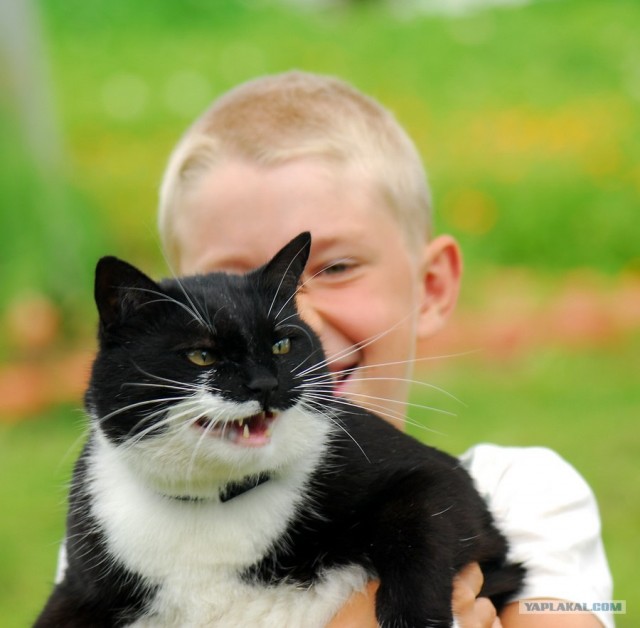 Уррааа! Котомет на ЯПлакалъ.