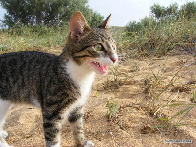 Котовторник на 04.08.2009