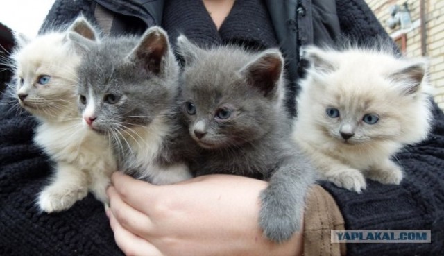 Начинаем котовторник!