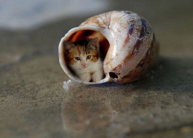 Немного милоты