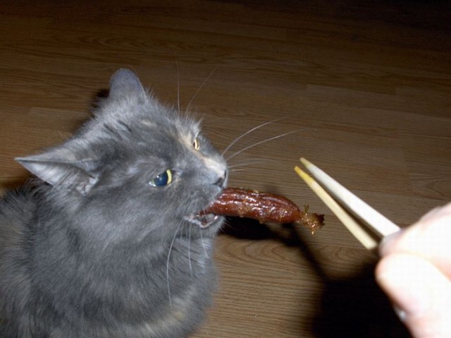 Котовторник!