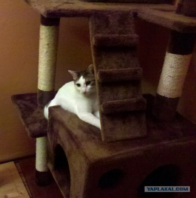 Котовторник 8 мая 2012