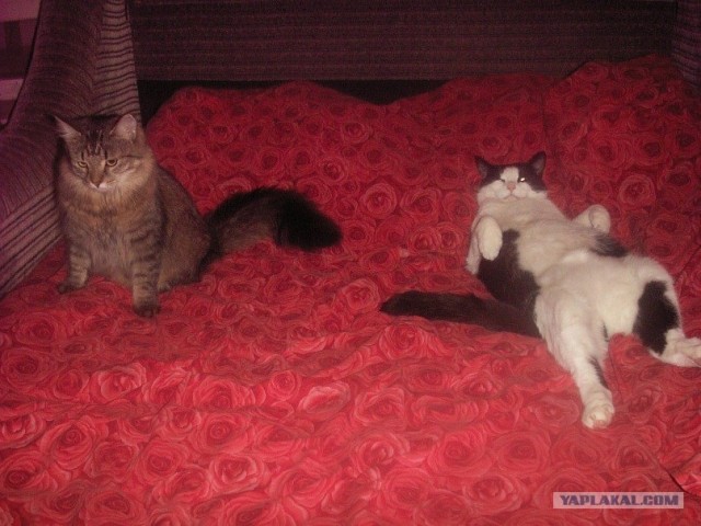 Котовторник (15.05.2012)