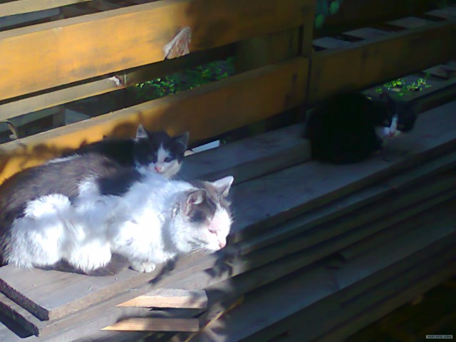 Котовторник 29.05.2012