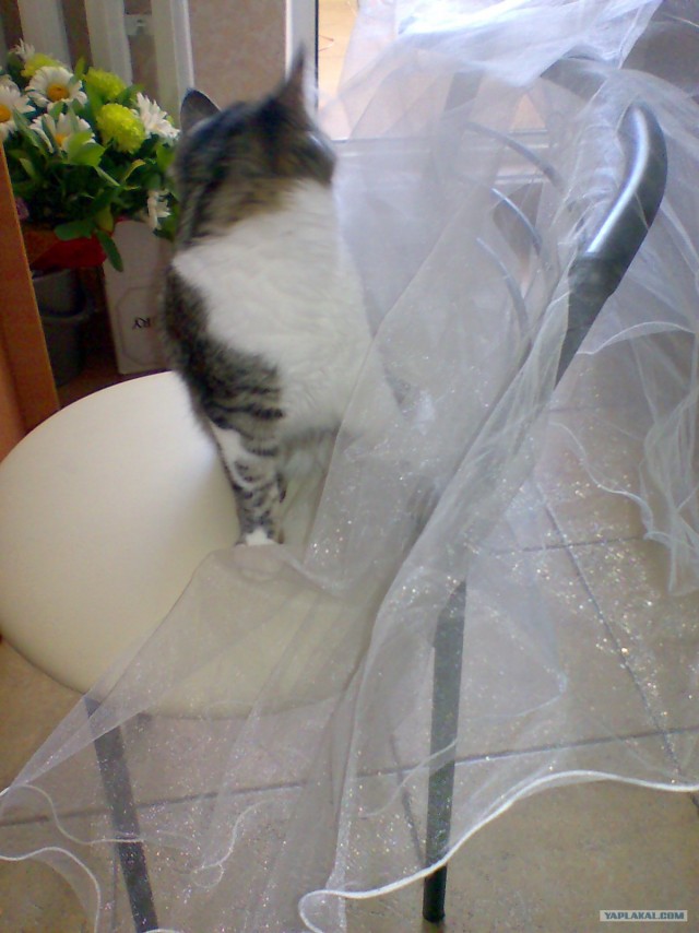 Котовторник 31.07.2012 г.