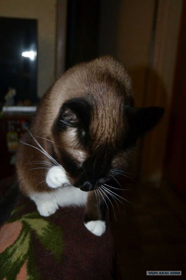 Котовторник  14.08.2012.
