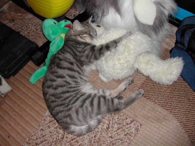 Котовторник  28.08.12