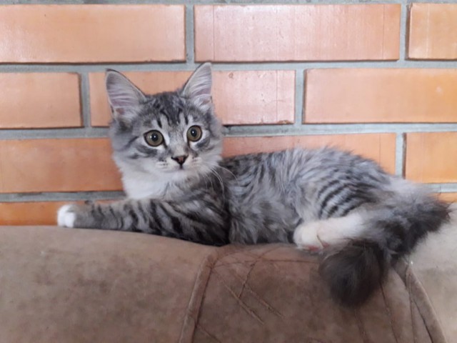 Прикольных котов пост