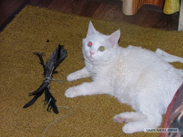 Котовторник 29.01.2013