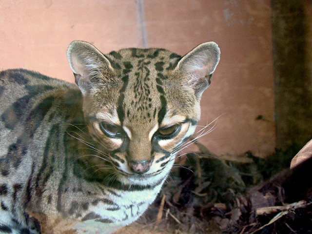 Дикий котовторник