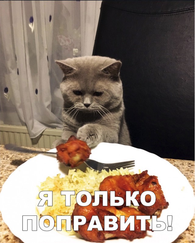 Забавные фото котеек