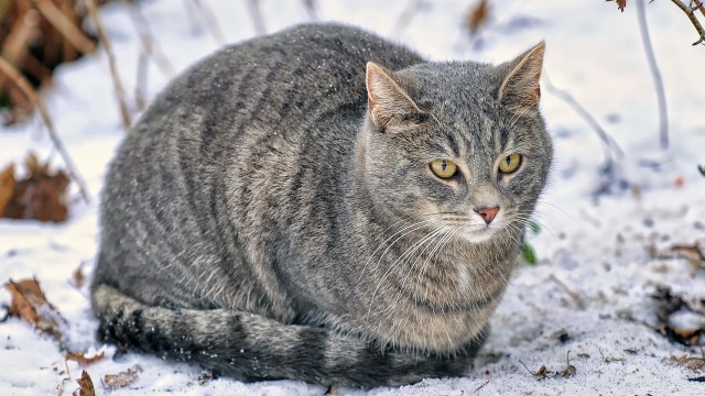 Котовторник! начнем? 04.06.19