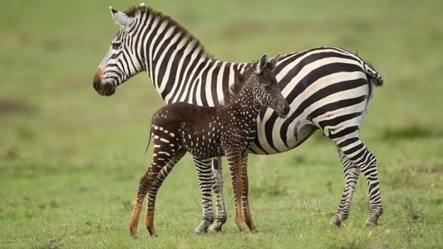 Живность из сети