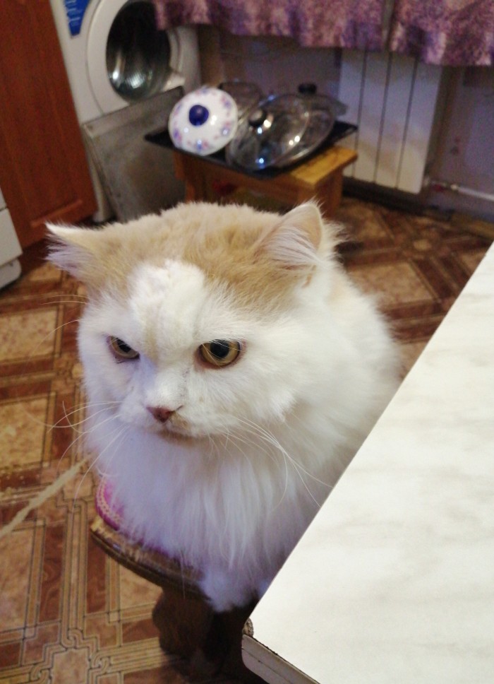 Что любят котики...