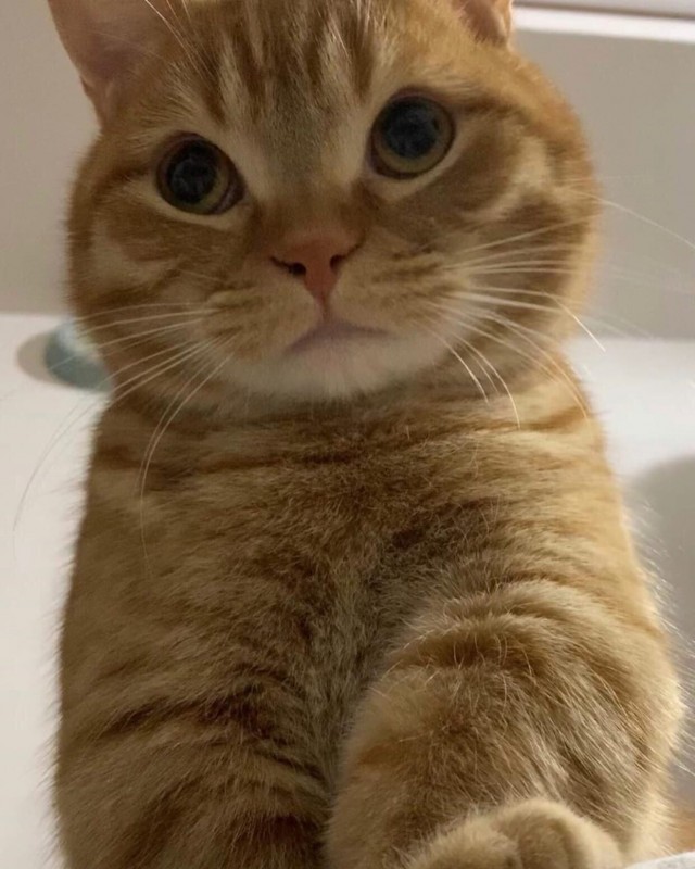 Коты из сети