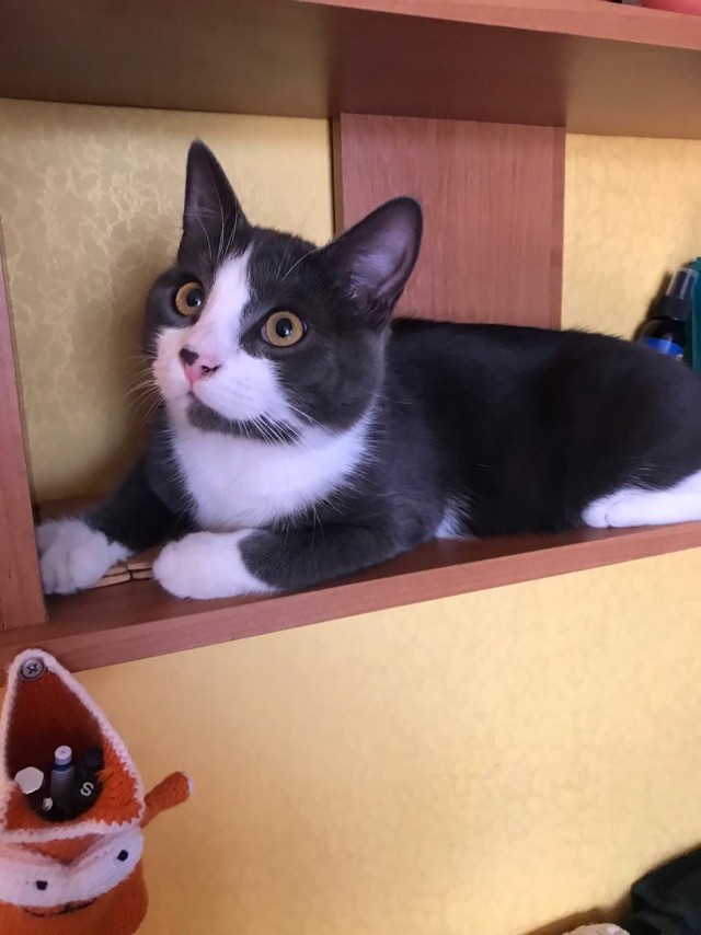 Котовторник