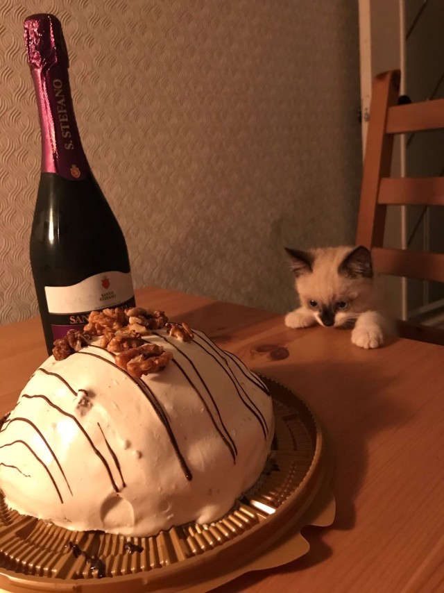 Эти забавные животные
