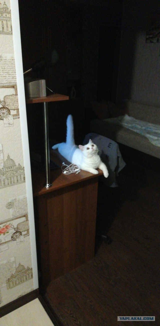 Моя красотка