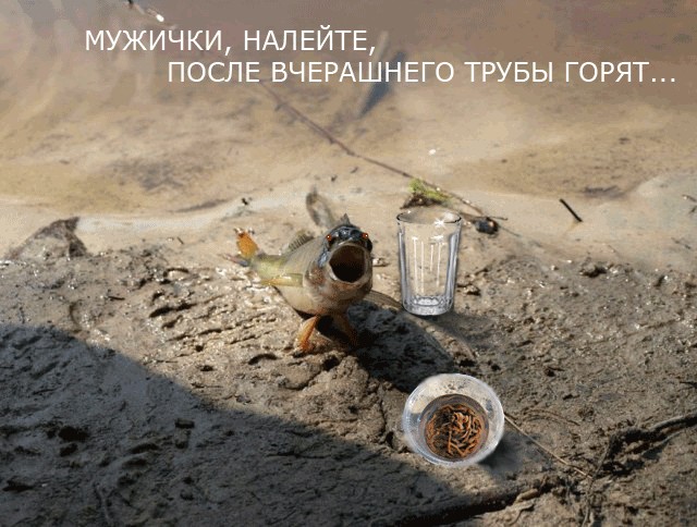 Фотожаба: "Чо?"