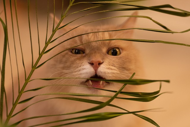 Коты они такие