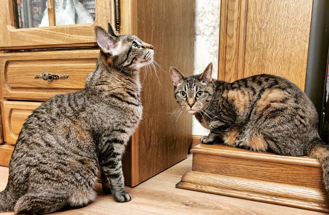 Котовторнику быть!