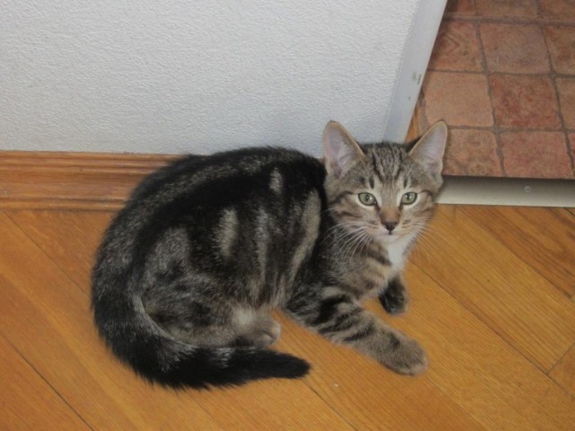 Котята изучают законы физики на практике