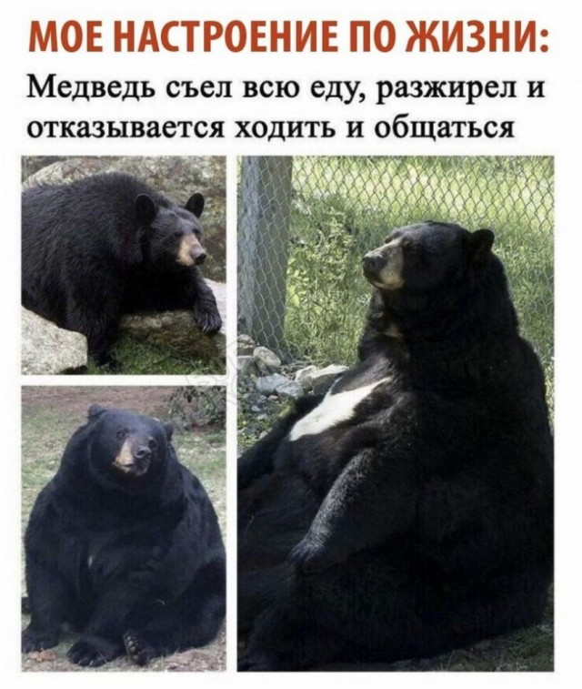 Картинки и мемы для настроения