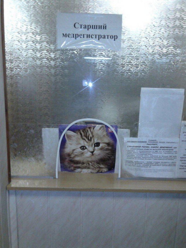 Подборка всякой живности