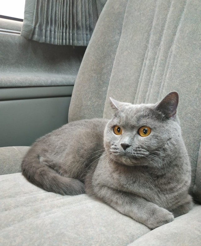 Вторник. Кото-вторник...