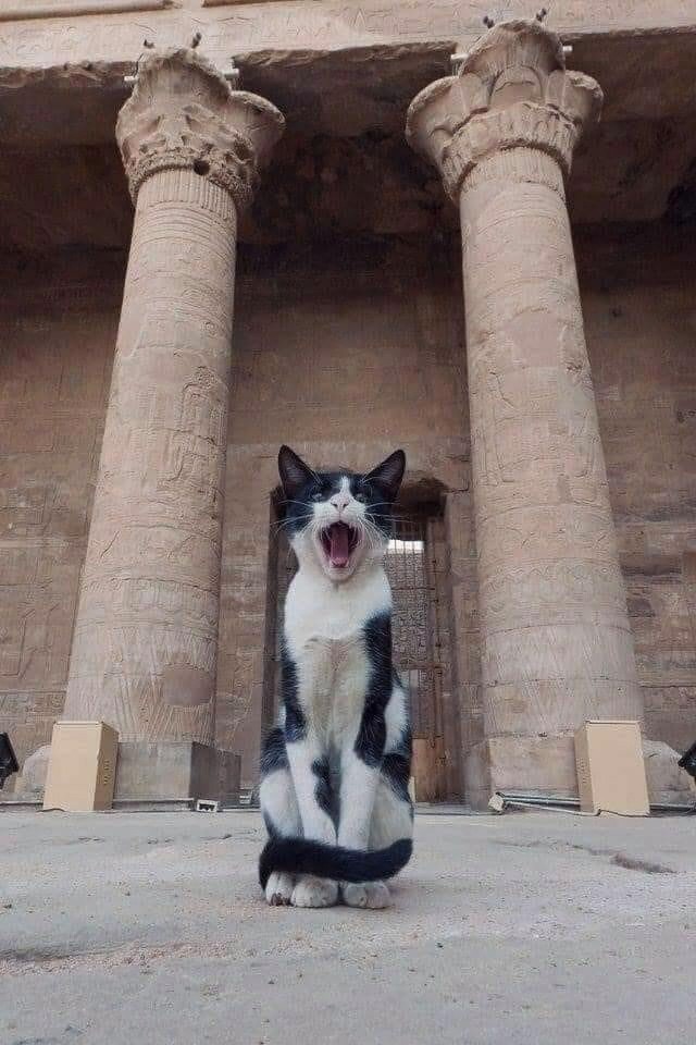 Разные котики