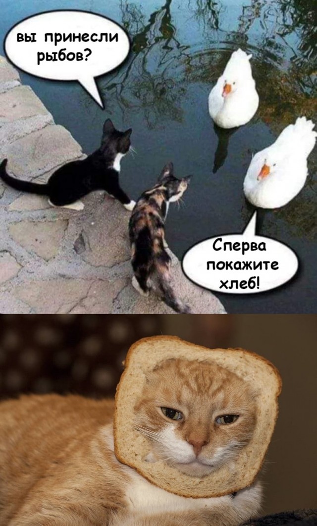Так себе картинки 29.08.21