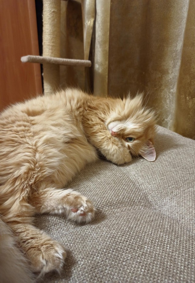 Котовторник так котовторник