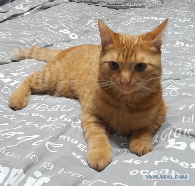 Жизнь кота Барсика из деревни