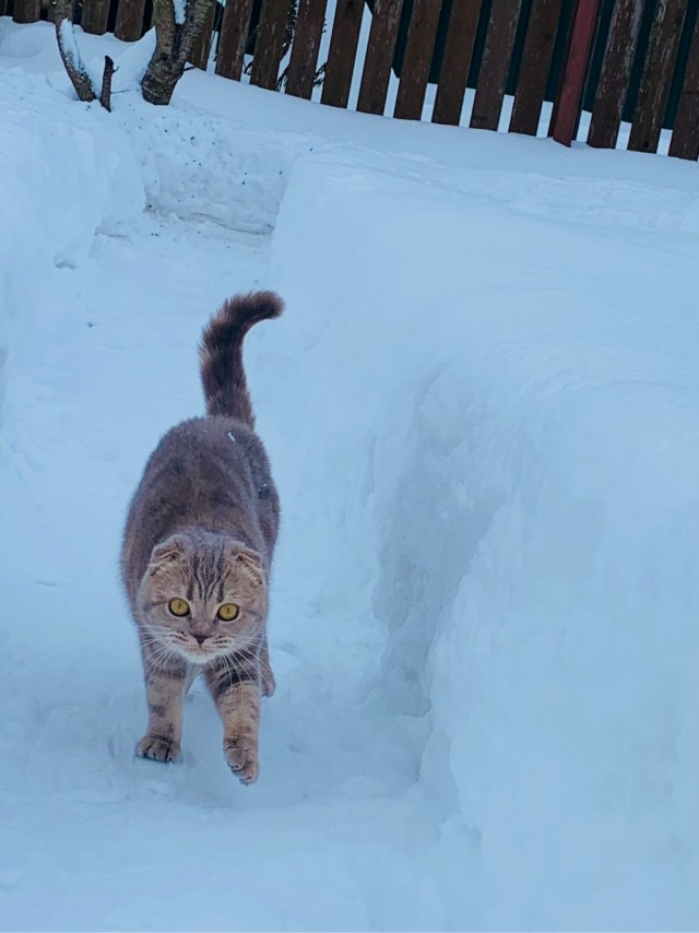 Котовторник. Картинки и буквы 08.02.22