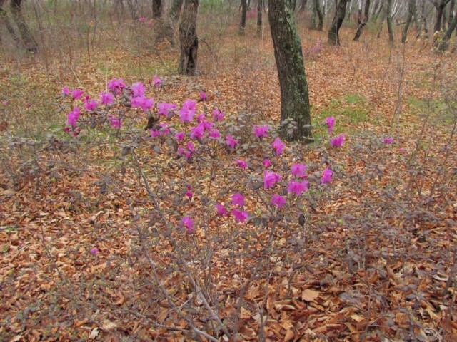Поездка на побережье Яп.моря