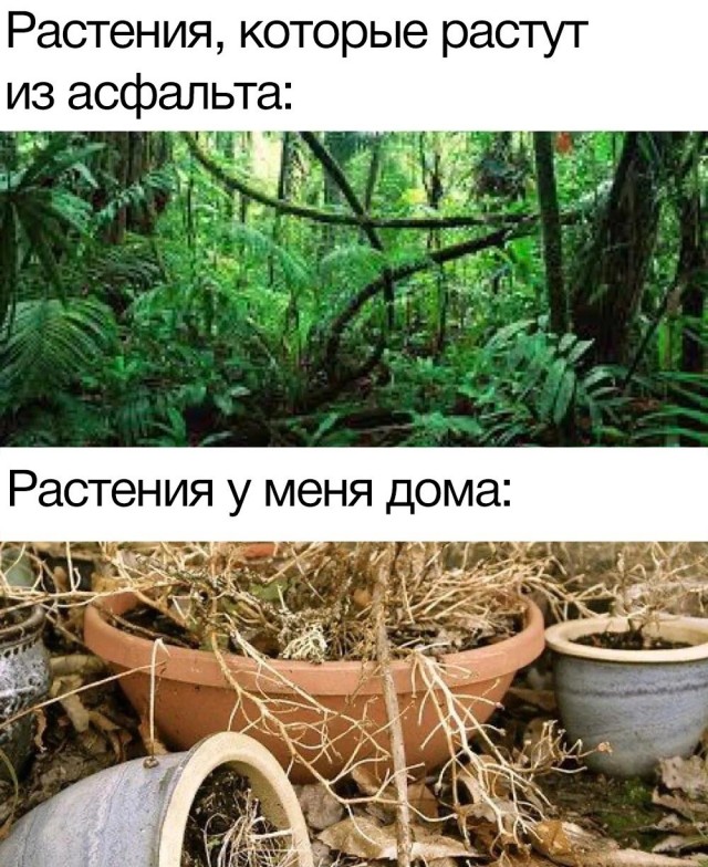 Веселые картинки для настроения!